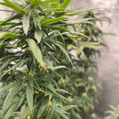 Blue Dream 1 growlog timeline photo