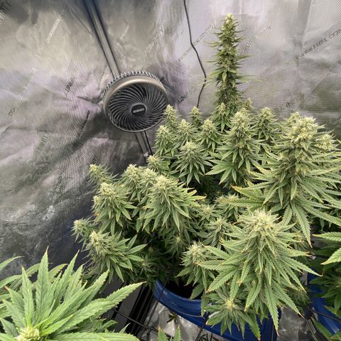 Gorilla Glue 1 growlog timeline photo