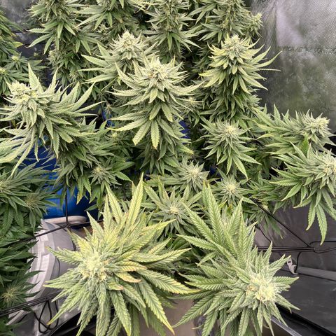 Zkittles 1 growlog timeline photo