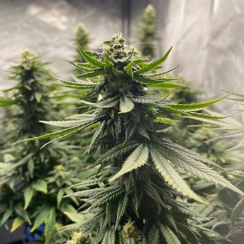 Zkittles 1 growlog timeline photo