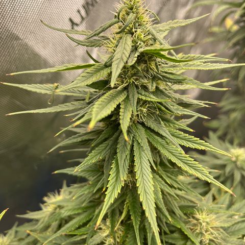 Sour Diesel 1 growlog timeline photo