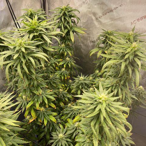 Blue Dream 1 growlog timeline photo