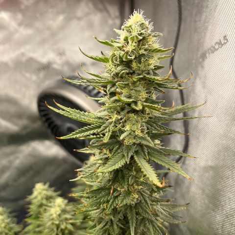Gorilla Glue 1 growlog timeline photo