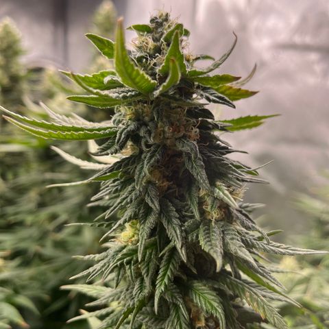 Zkittles 1 growlog timeline photo