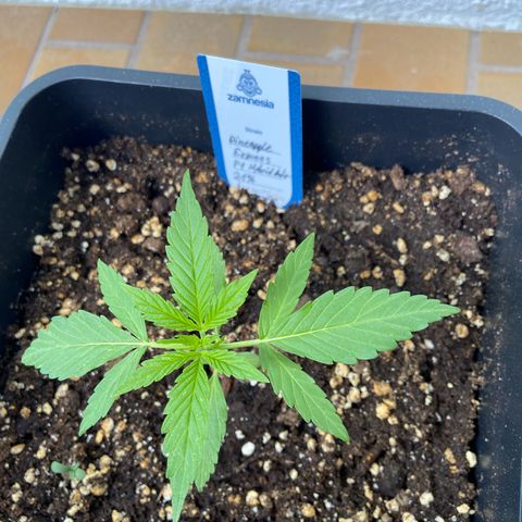 Pineapple F1 growlog timeline photo
