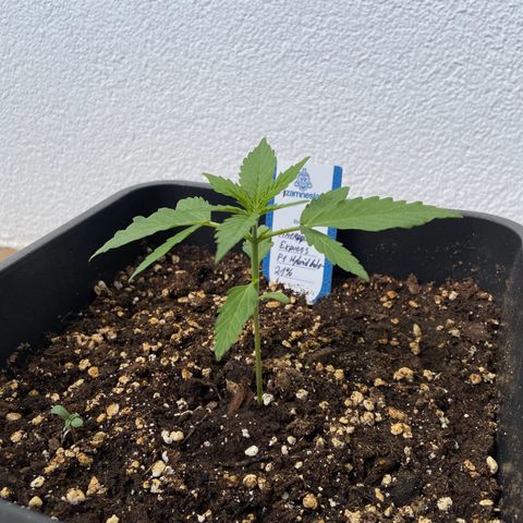 Pineapple F1 growlog timeline photo