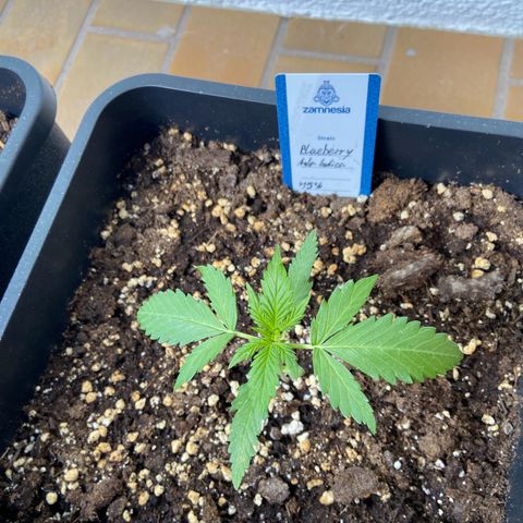 Blueberry Auto Zamnesia growlog timeline photo