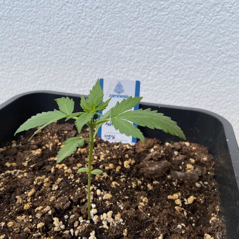 Blueberry Auto Zamnesia growlog timeline photo