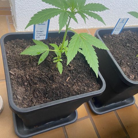 Pineapple F1 growlog timeline photo