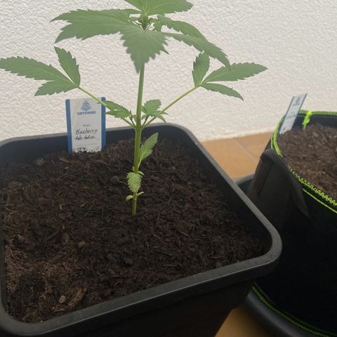 Blueberry Auto Zamnesia growlog timeline photo
