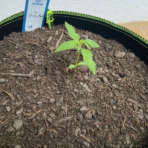 Sticky Beast Automatic growlog timeline photo
