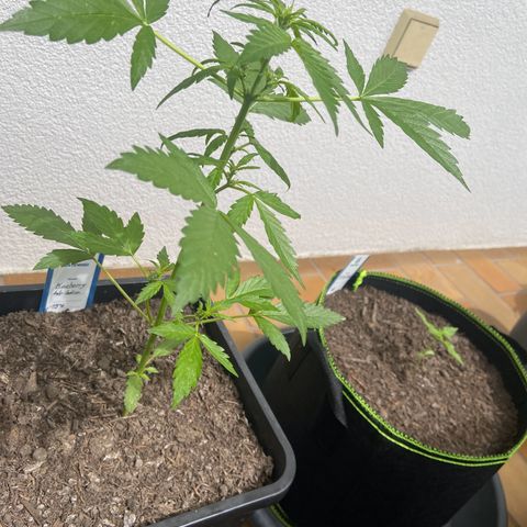 Blueberry Auto Zamnesia growlog timeline photo