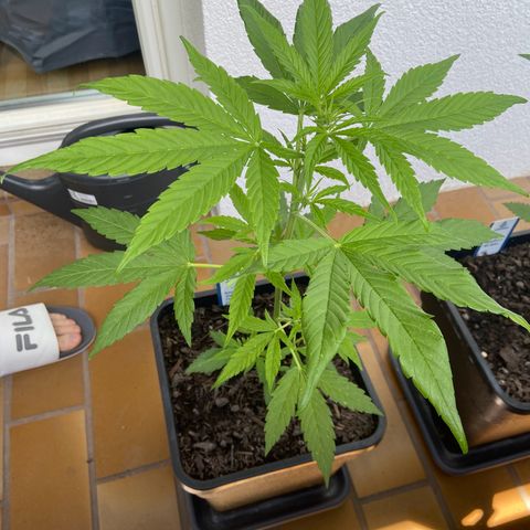 Pineapple F1 growlog timeline photo