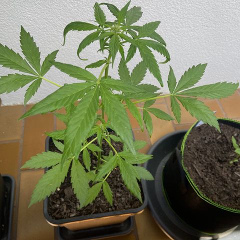 Blueberry Auto Zamnesia growlog timeline photo