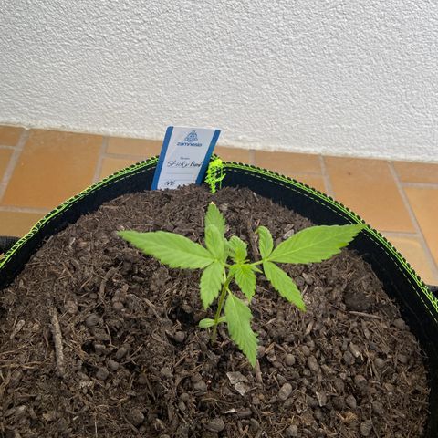 Sticky Beast Automatic growlog timeline photo