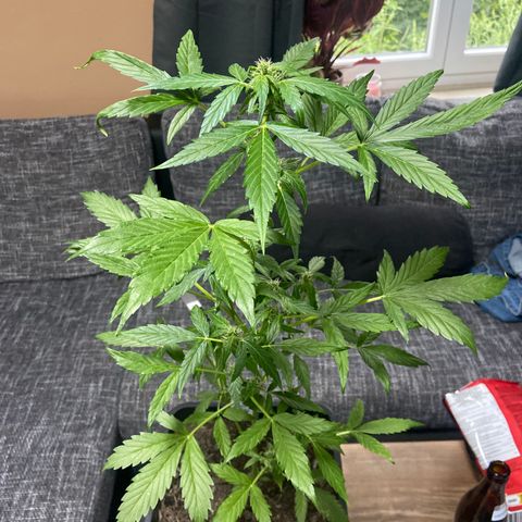 Blueberry Auto Zamnesia growlog timeline photo