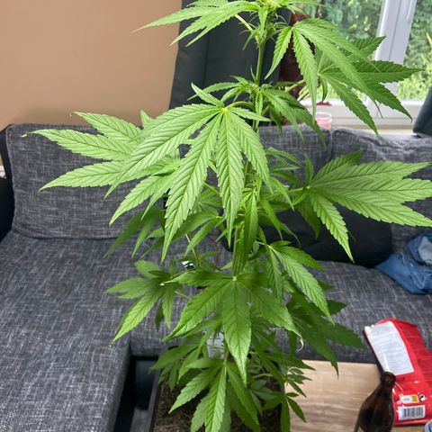 Pineapple F1 growlog timeline photo