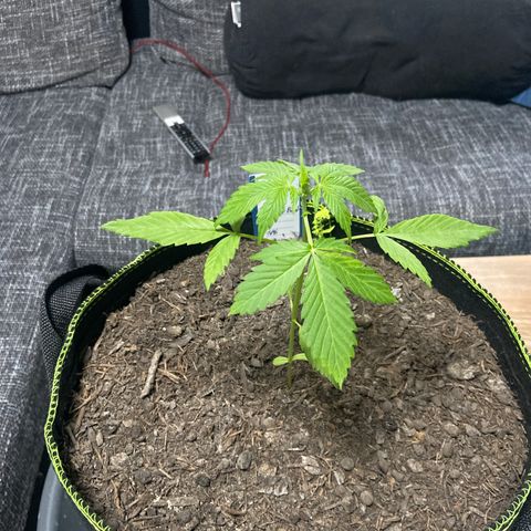 Sticky Beast Automatic growlog timeline photo