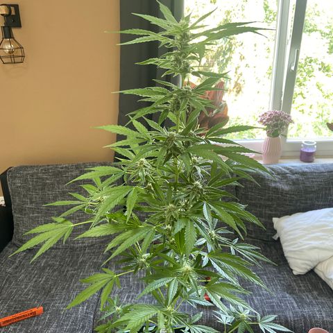 Pineapple F1 growlog timeline photo