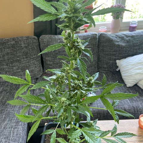 Blueberry Auto Zamnesia growlog timeline photo
