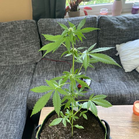 Sticky Beast Automatic growlog timeline photo