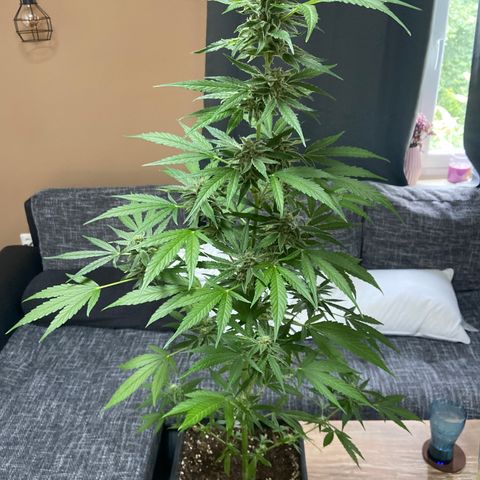 Pineapple F1 growlog timeline photo