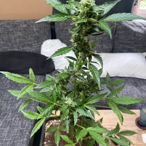 Blueberry Auto Zamnesia growlog timeline photo