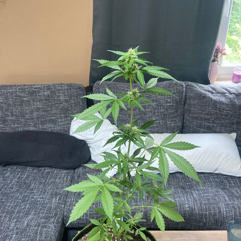 Sticky Beast Automatic growlog timeline photo