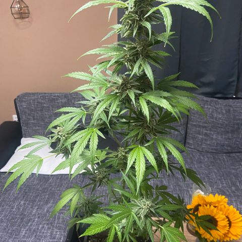 Pineapple F1 growlog timeline photo