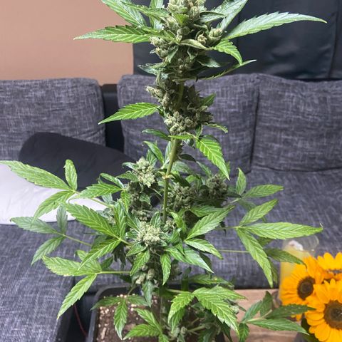 Blueberry Auto Zamnesia growlog timeline photo