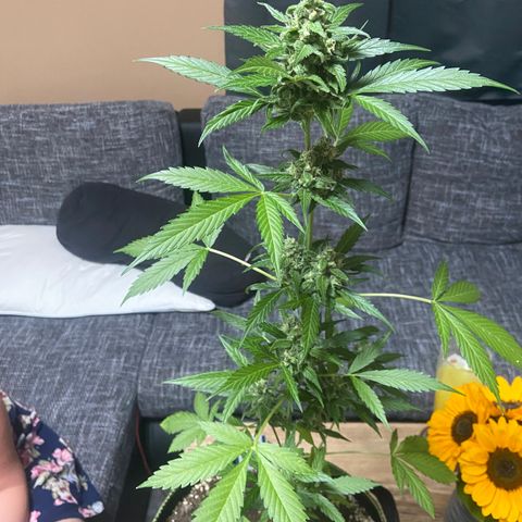 Sticky Beast Automatic growlog timeline photo