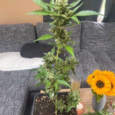 Blueberry Auto Zamnesia growlog timeline photo