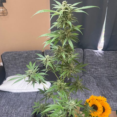 Pineapple F1 growlog timeline photo