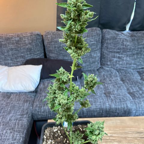 Blueberry Auto Zamnesia growlog timeline photo