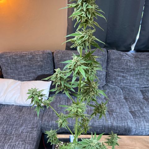Pineapple F1 growlog timeline photo