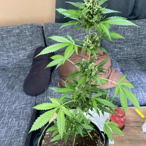 Sticky Beast Automatic growlog timeline photo