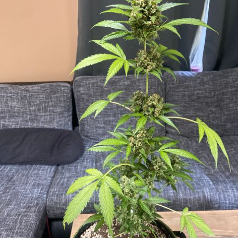 Sticky Beast Automatic growlog timeline photo