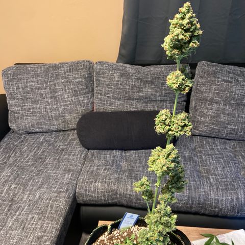 Sticky Beast Automatic growlog timeline photo