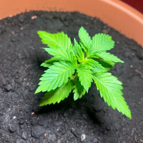 Cracklinburgh Blueberry growlog timeline photo