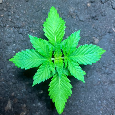 Cracklinburgh Blueberry growlog timeline photo