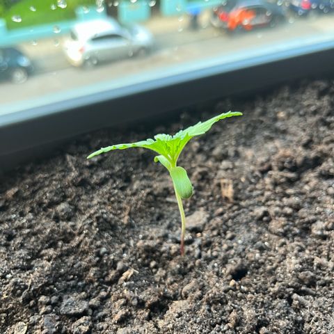 Cracklinburgh Blueberry growlog timeline photo