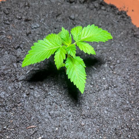 Cracklinburgh Blueberry growlog timeline photo