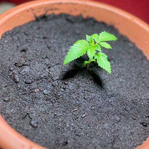 Cracklinburgh Blueberry growlog timeline photo