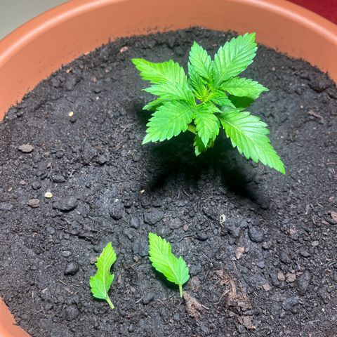 Cracklinburgh Blueberry growlog photo: Erstes Nodienpaar abgeschnitten