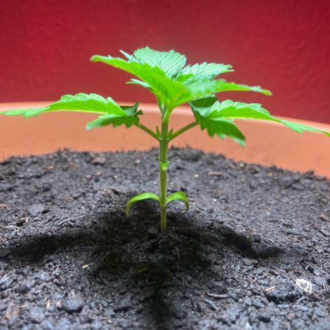 Cracklinburgh Blueberry growlog photo: Erstes Nodienpaar abgeschnitten