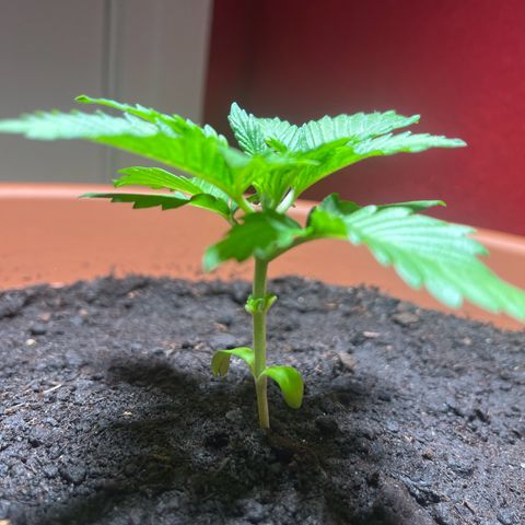 Cracklinburgh Blueberry growlog photo: Erstes Nodienpaar abgeschnitten