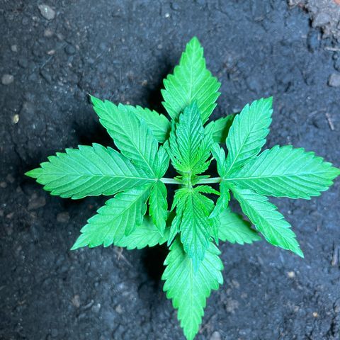 Cracklinburgh Blueberry growlog timeline photo
