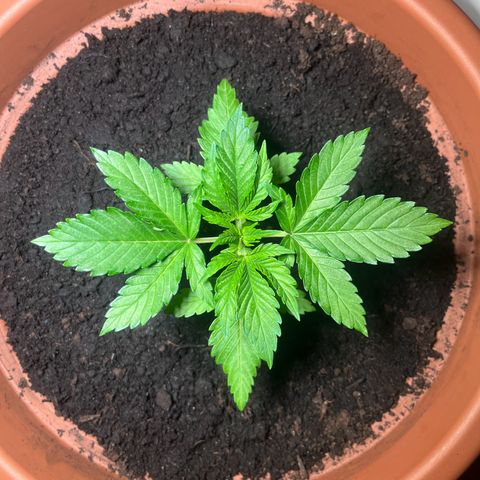 Cracklinburgh Blueberry growlog photo: Licht auf ca <600 PPFD