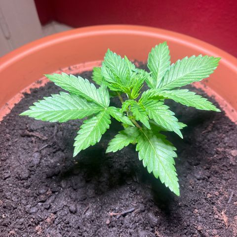 Cracklinburgh Blueberry growlog photo: Licht auf ca <600 PPFD