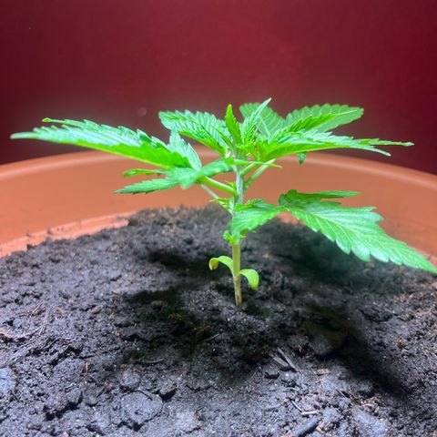 Cracklinburgh Blueberry growlog photo: Licht auf ca <600 PPFD